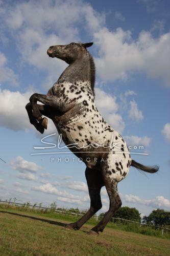 Appaloosa_Joker_Steigen_7.JPG