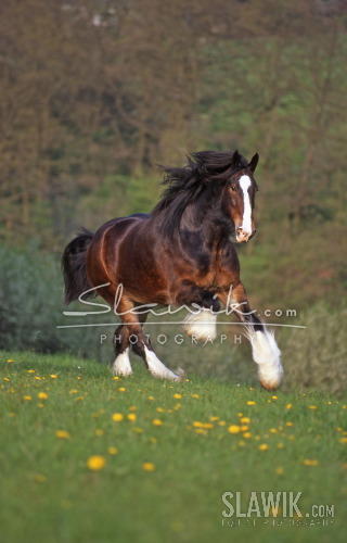 Shire_Borringdon_Bosun_Deutscher_Champion_Galopp_373.JPG