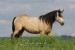 Connemara Pony 50752.JPG